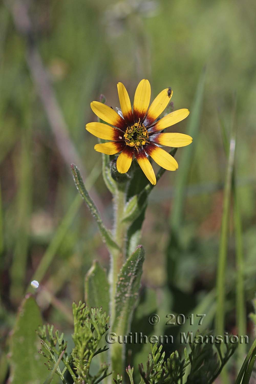 Osteospermum dentatum