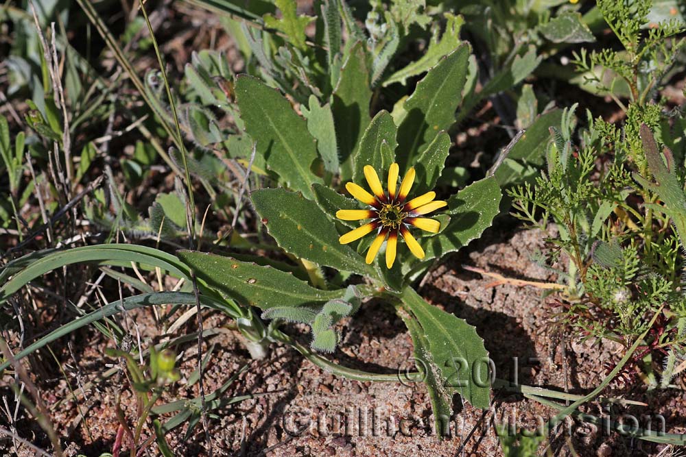 Osteospermum dentatum