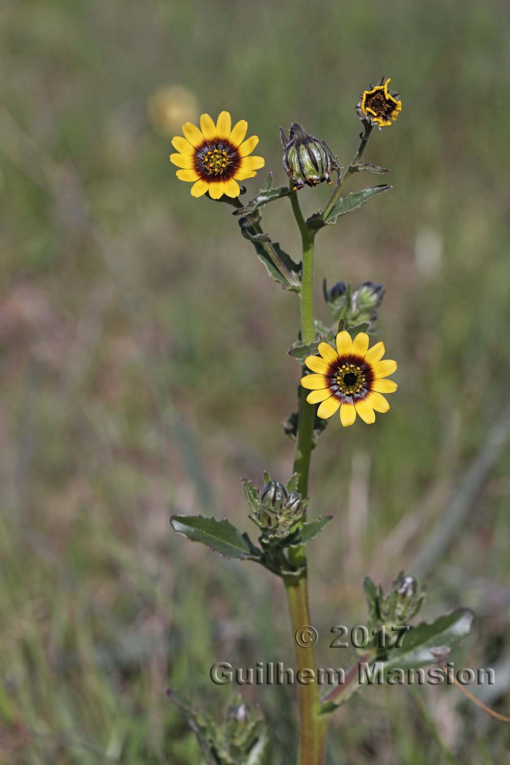 Osteospermum dentatum