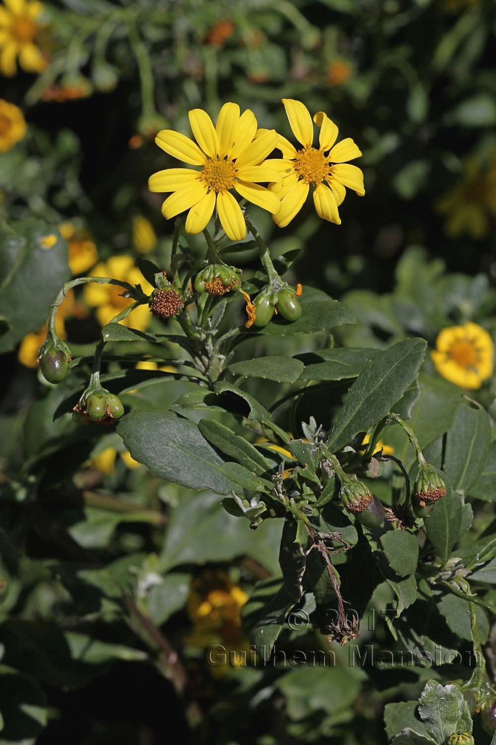 Chrysanthemoides monilifera