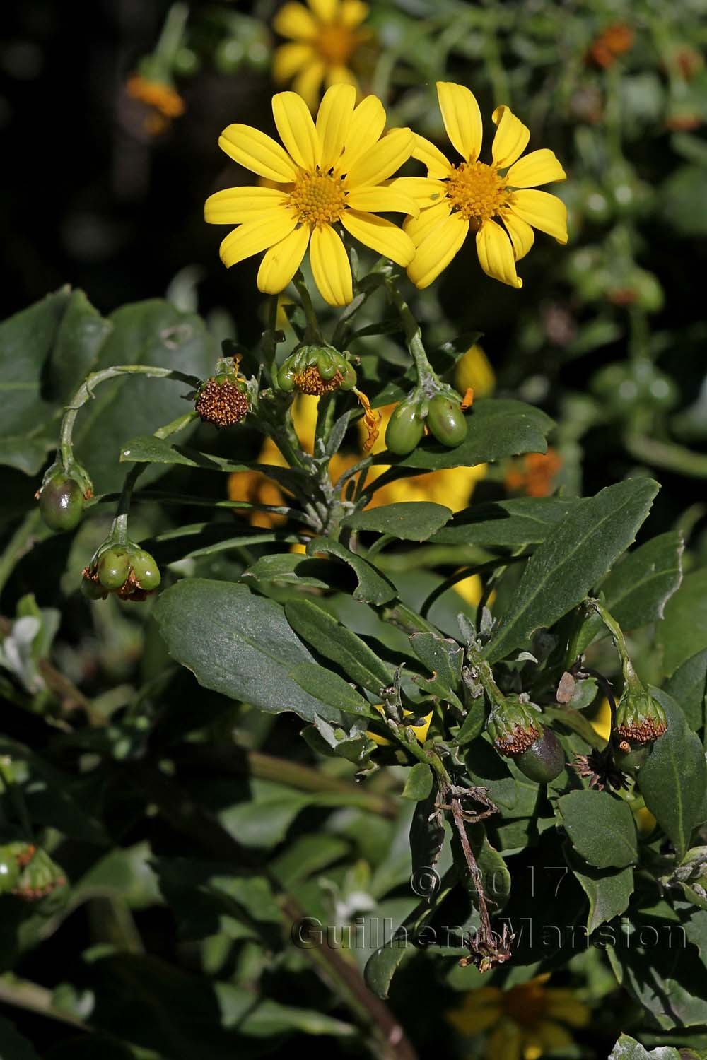 Chrysanthemoides monilifera