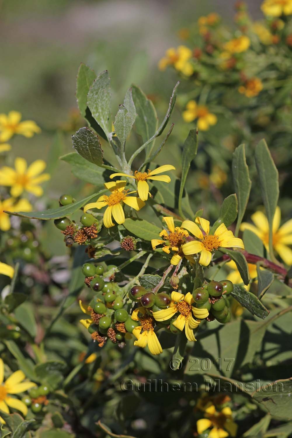 Chrysanthemoides monilifera