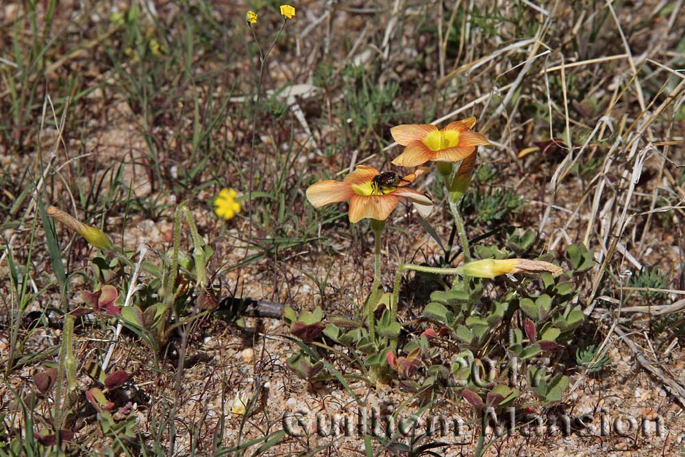 Oxalis sp.