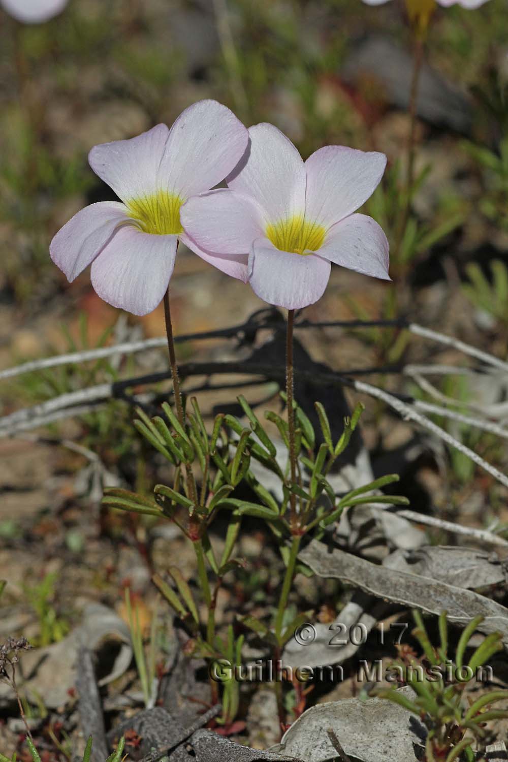 Oxalis sp.