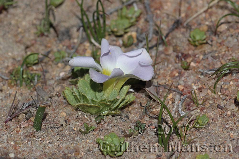 Oxalis sp.