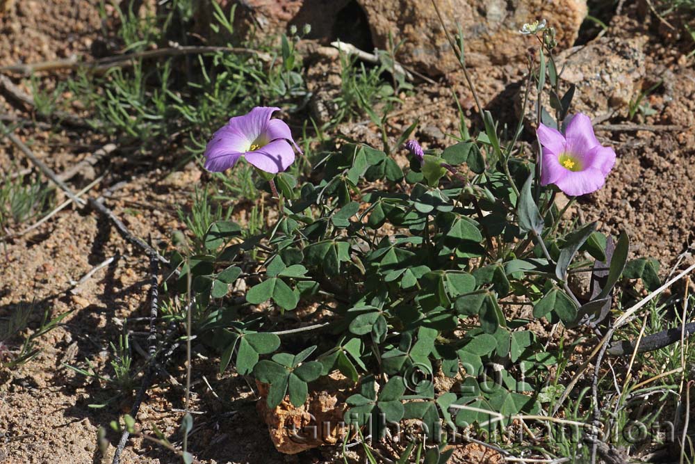 Oxalis sp.