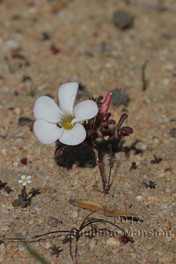 Oxalis sp.