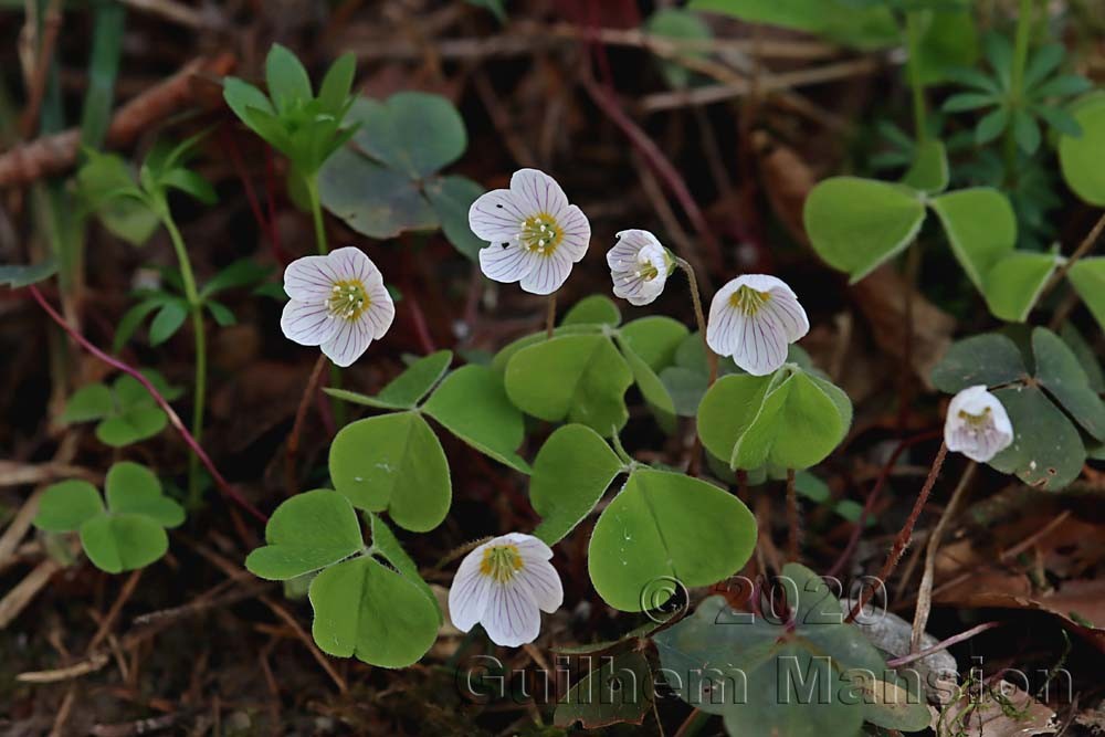 Oxalis acetosella