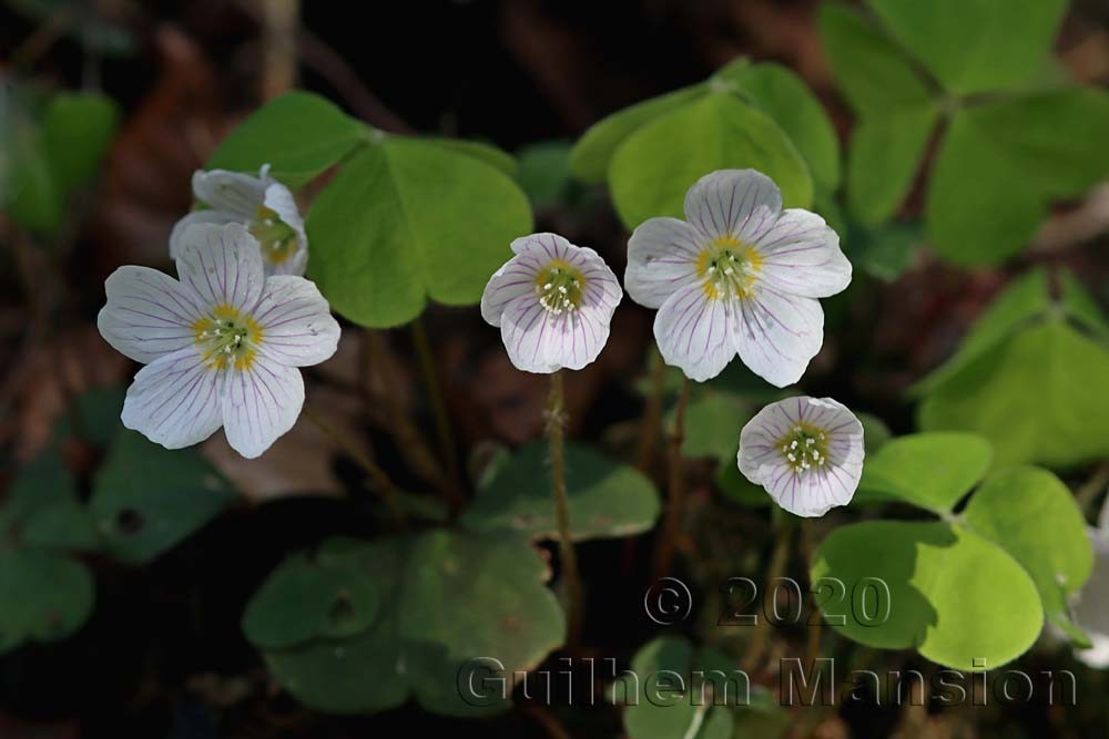 Oxalis acetosella