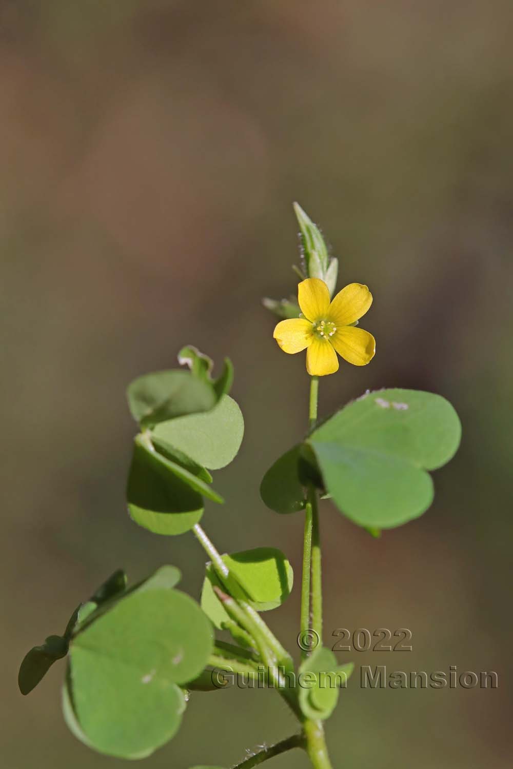 Oxalis corniculata