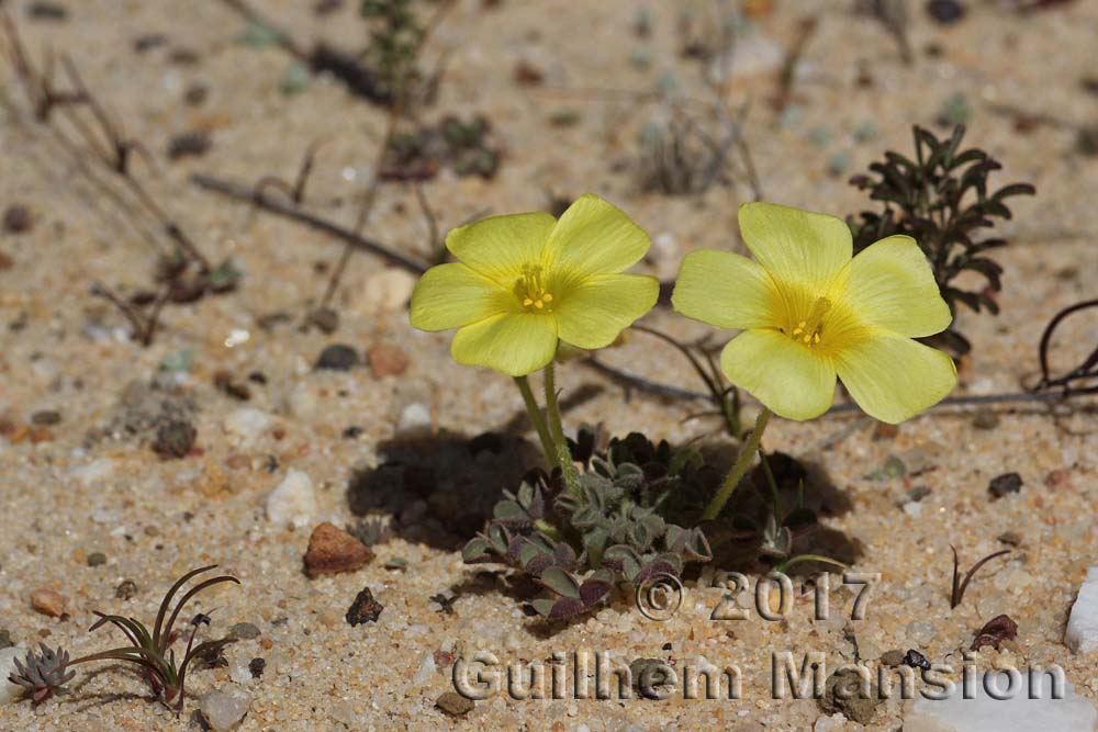 Oxalis sp.