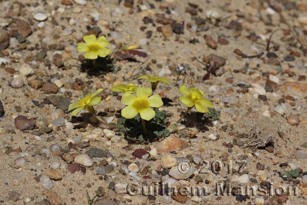 Oxalis luteola