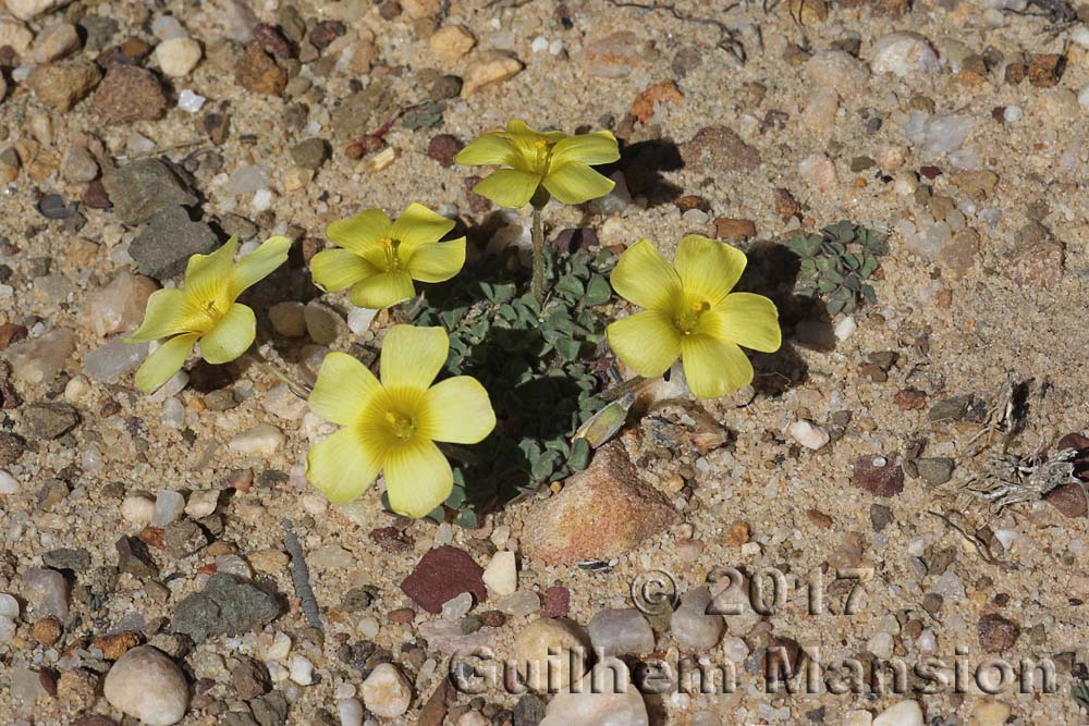 Oxalis sp.