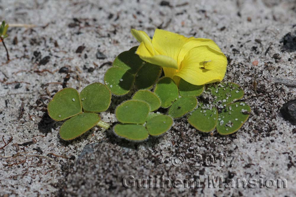 Oxalis luteola