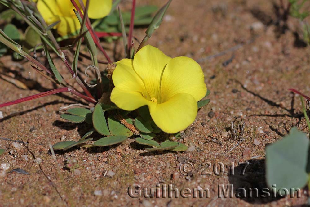 Oxalis luteola