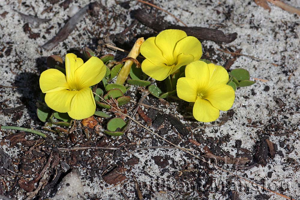 Oxalis luteola