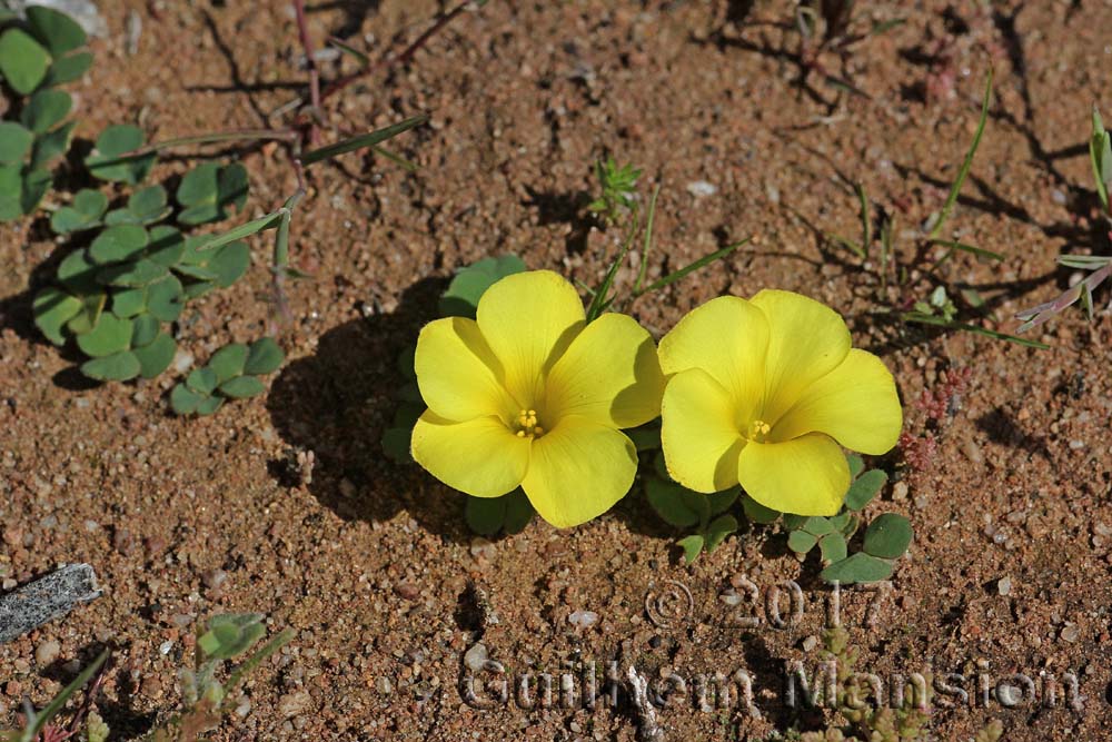 Oxalis luteola