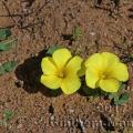 Famille -  Oxalidaceae