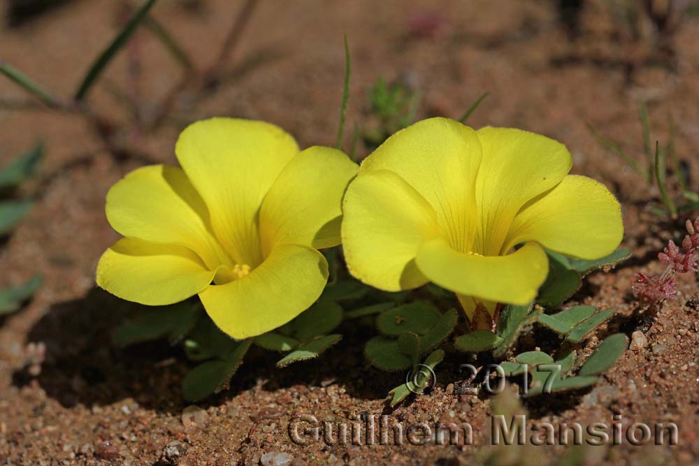 Oxalis luteola