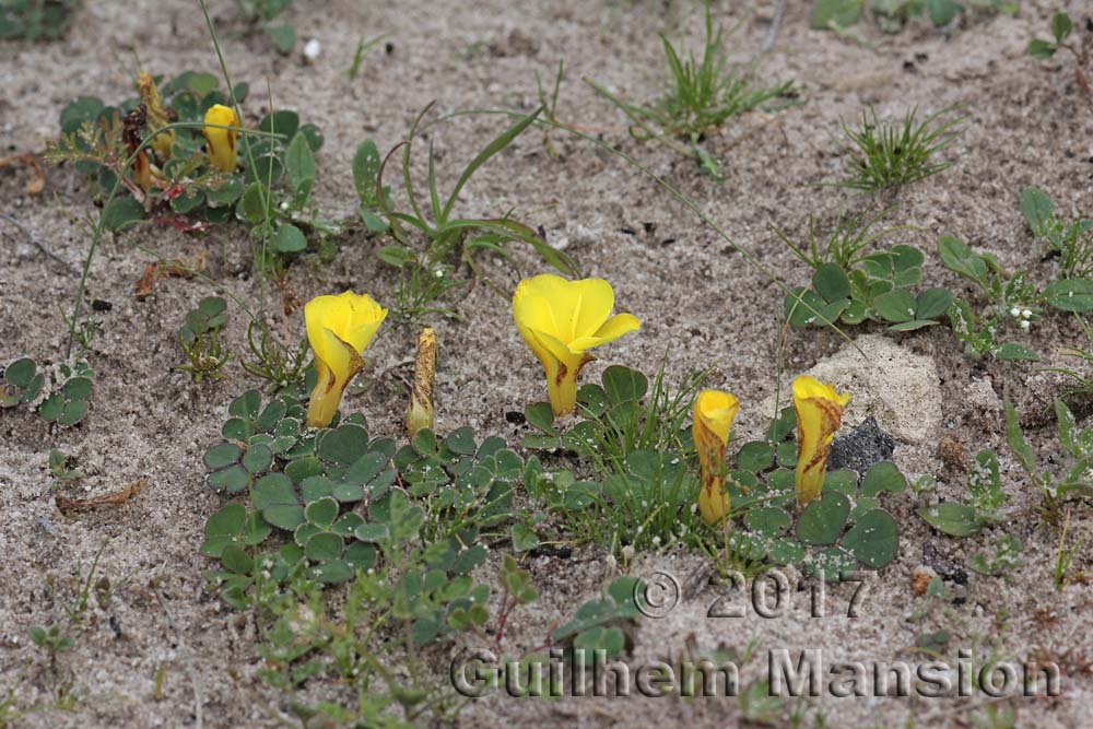 Oxalis luteola