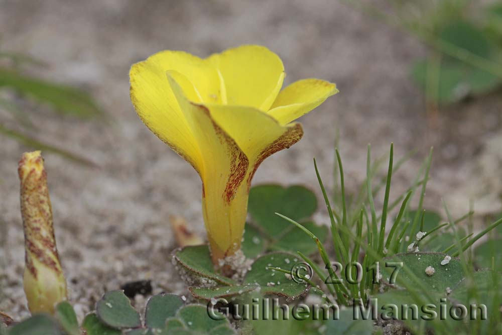 Oxalis luteola