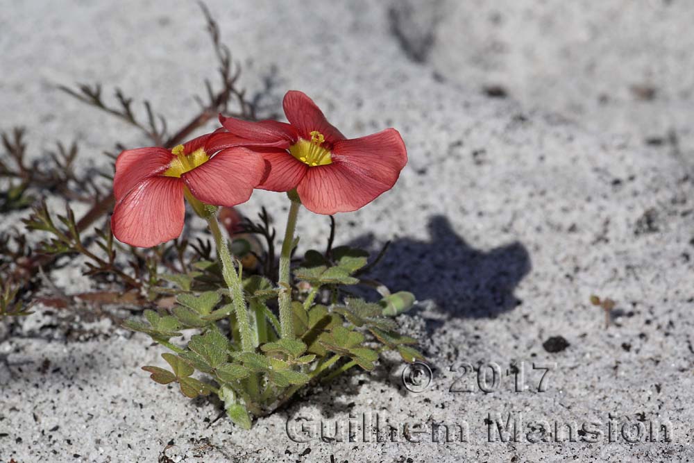 Oxalis obtusa