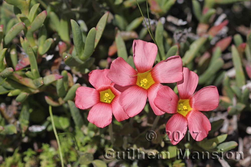 Oxalis obtusa