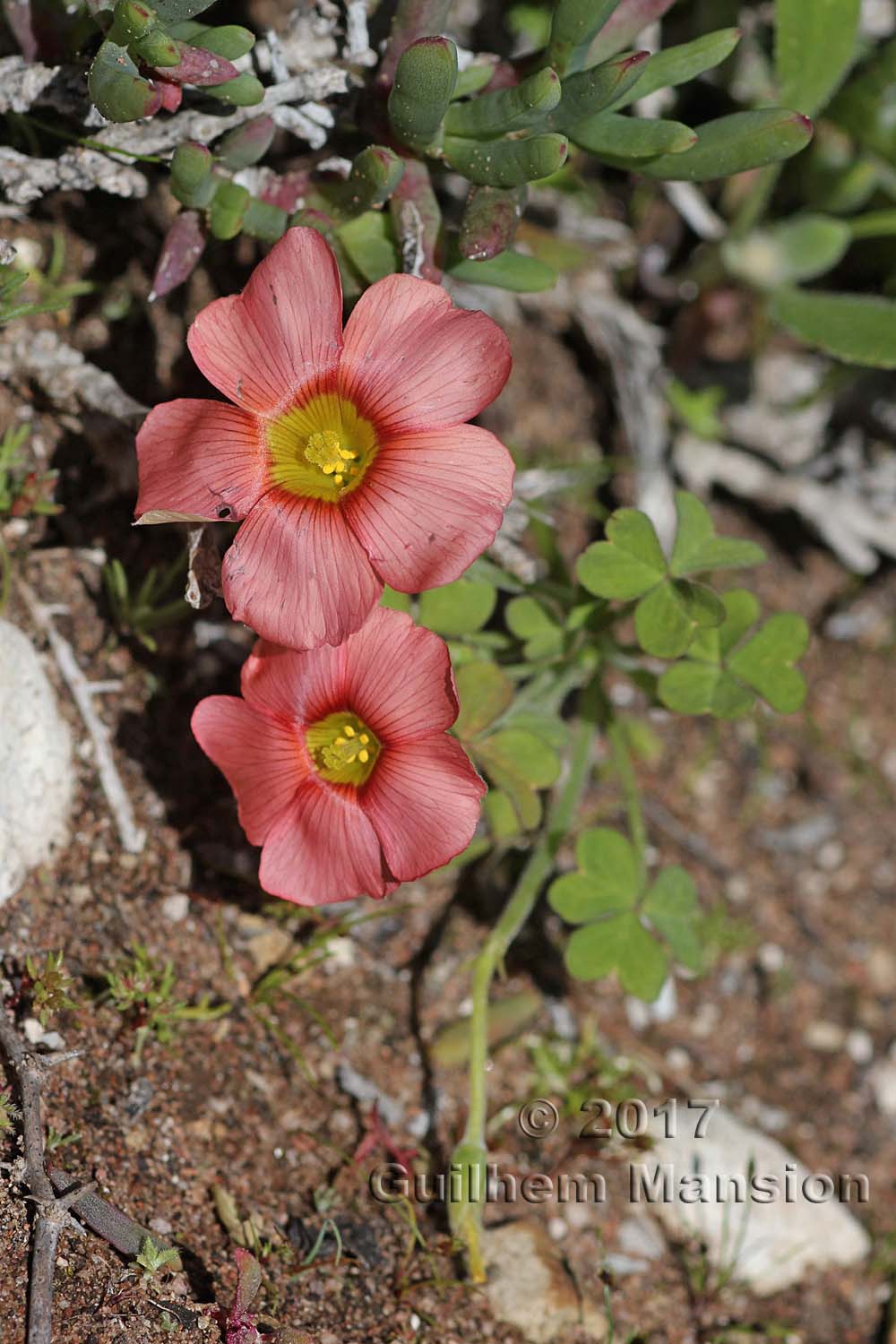 Oxalis obtusa