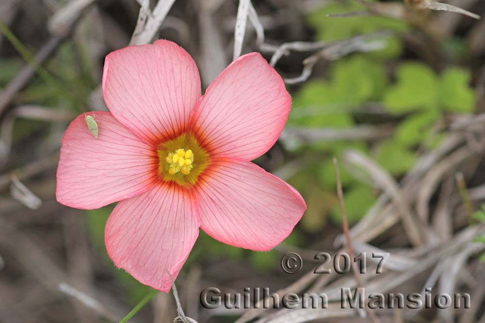 Oxalis obtusa