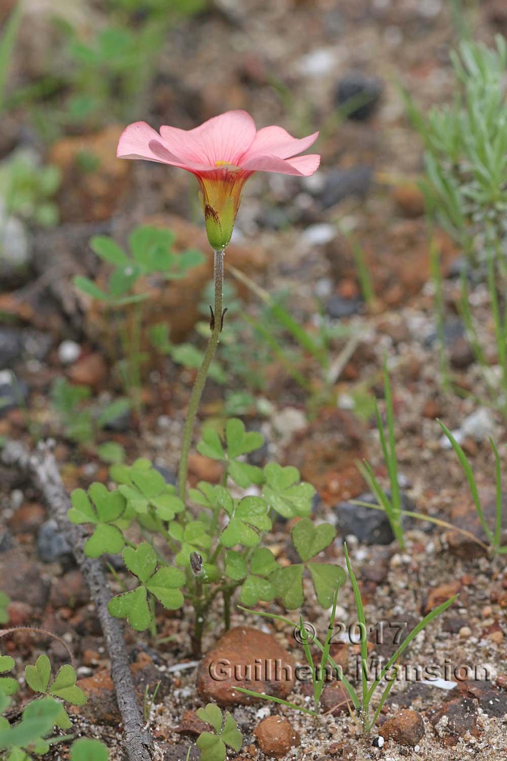 Oxalis obtusa