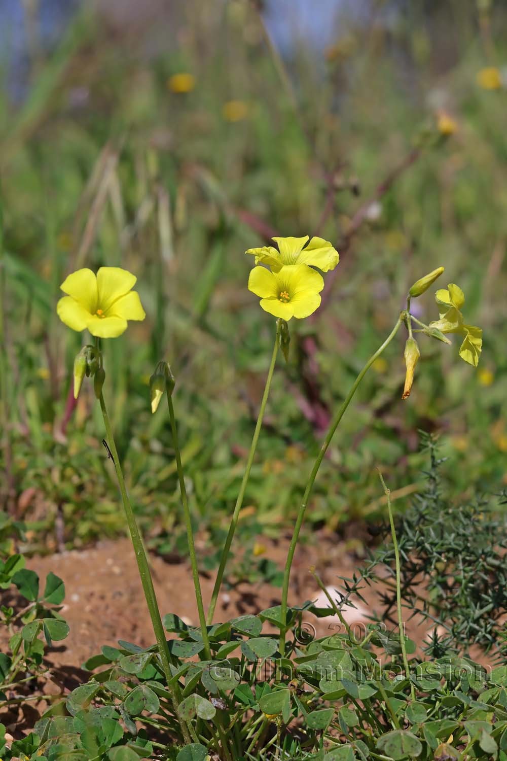 Oxalis pes-caprae
