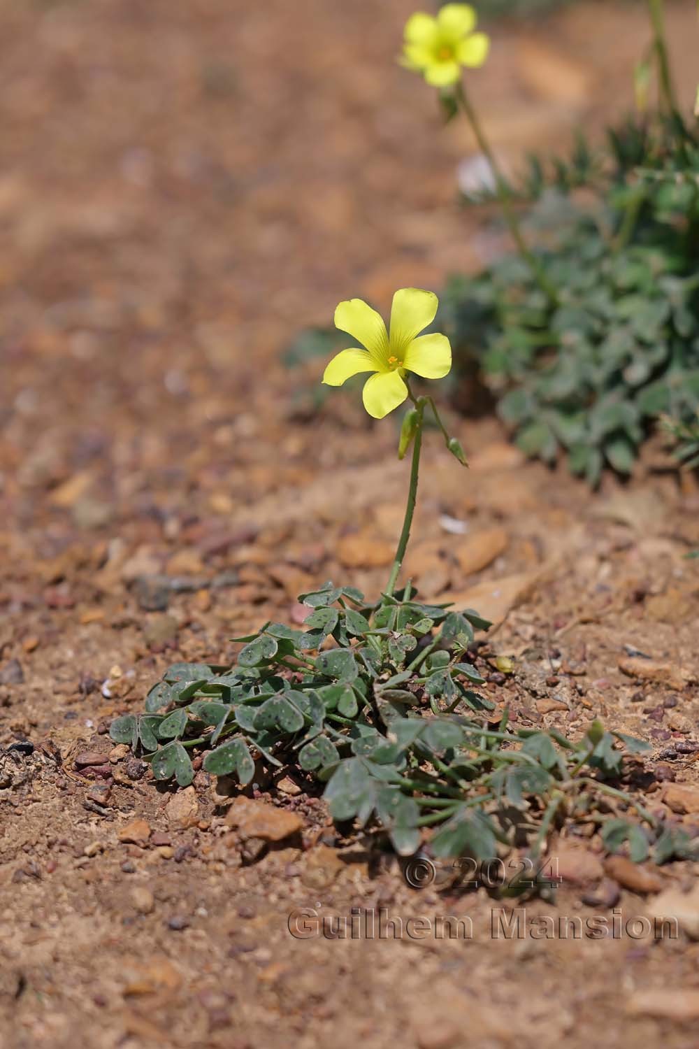 Oxalis pes-caprae