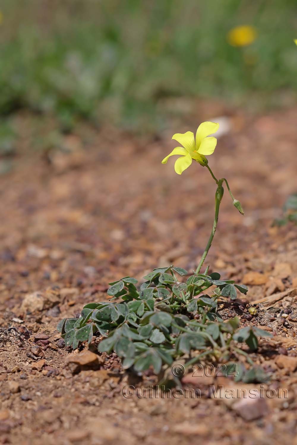 Oxalis pes-caprae