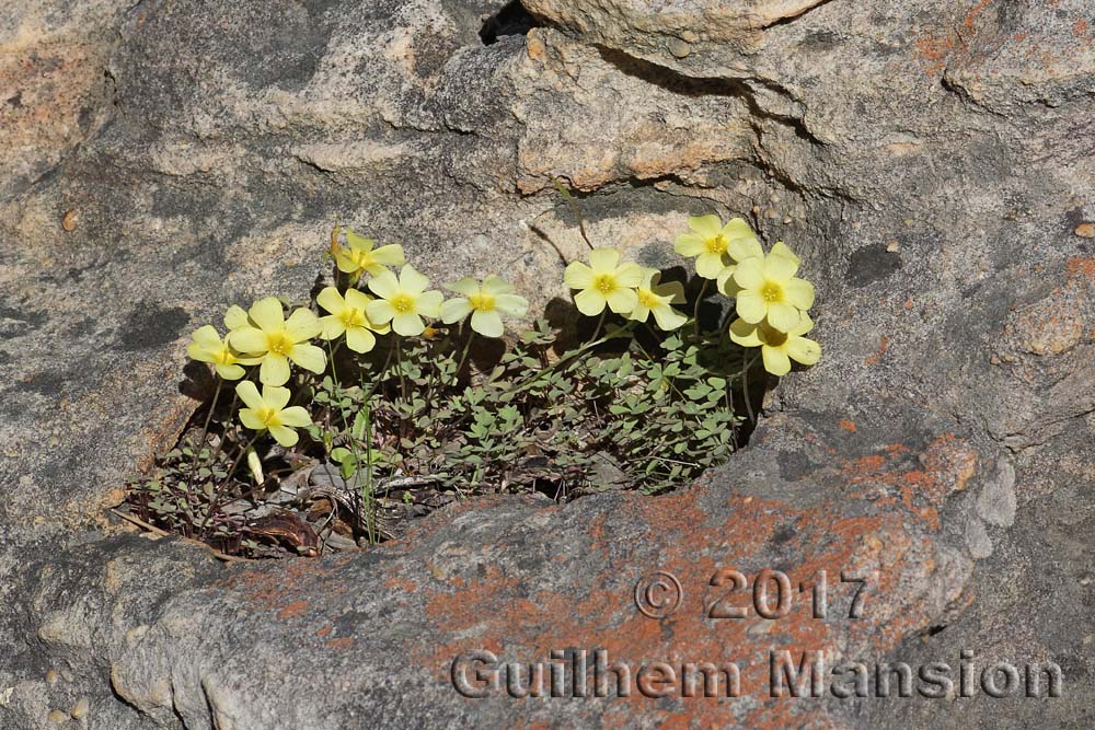 Oxalis pes-caprae