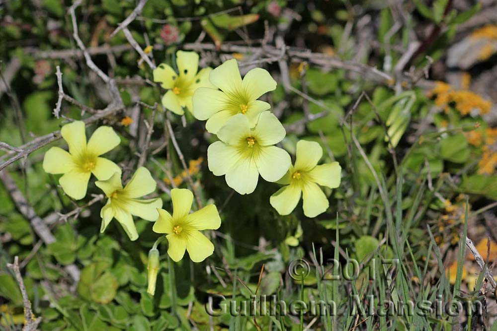 Oxalis pes-caprae