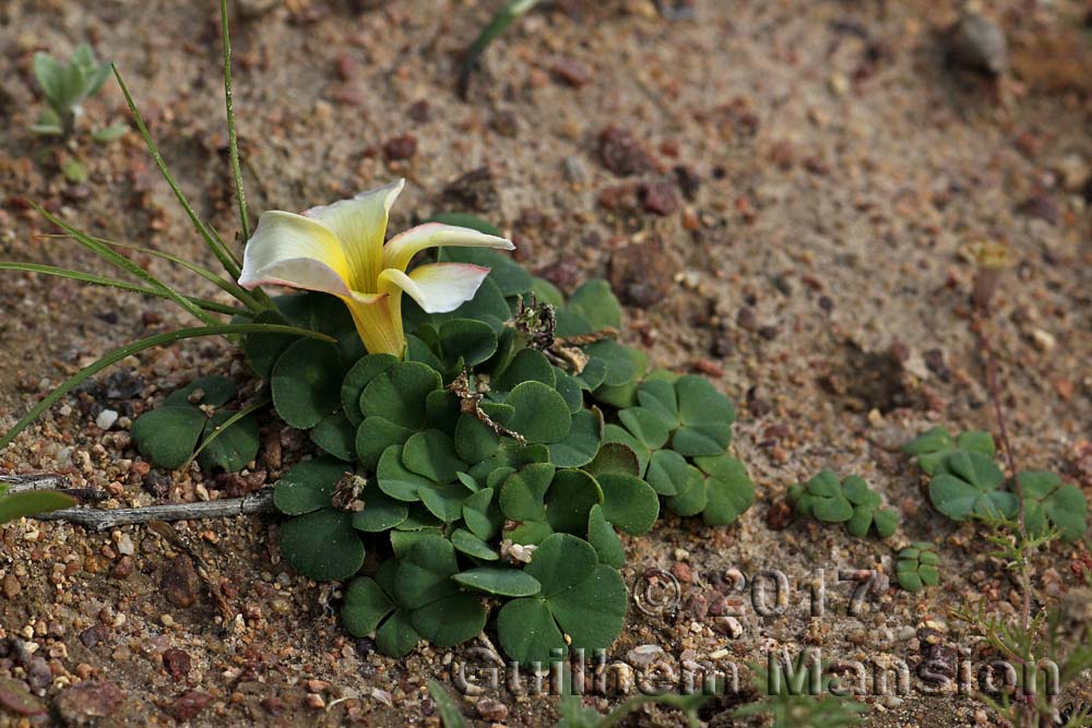 Oxalis purpurea