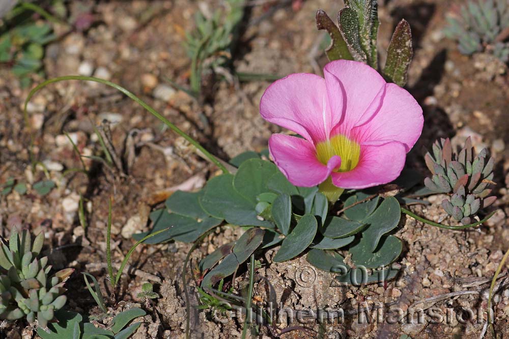 Oxalis purpurea