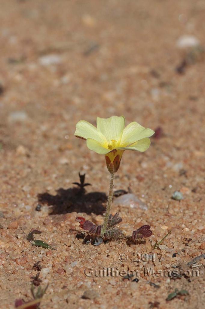 Oxalis sp.