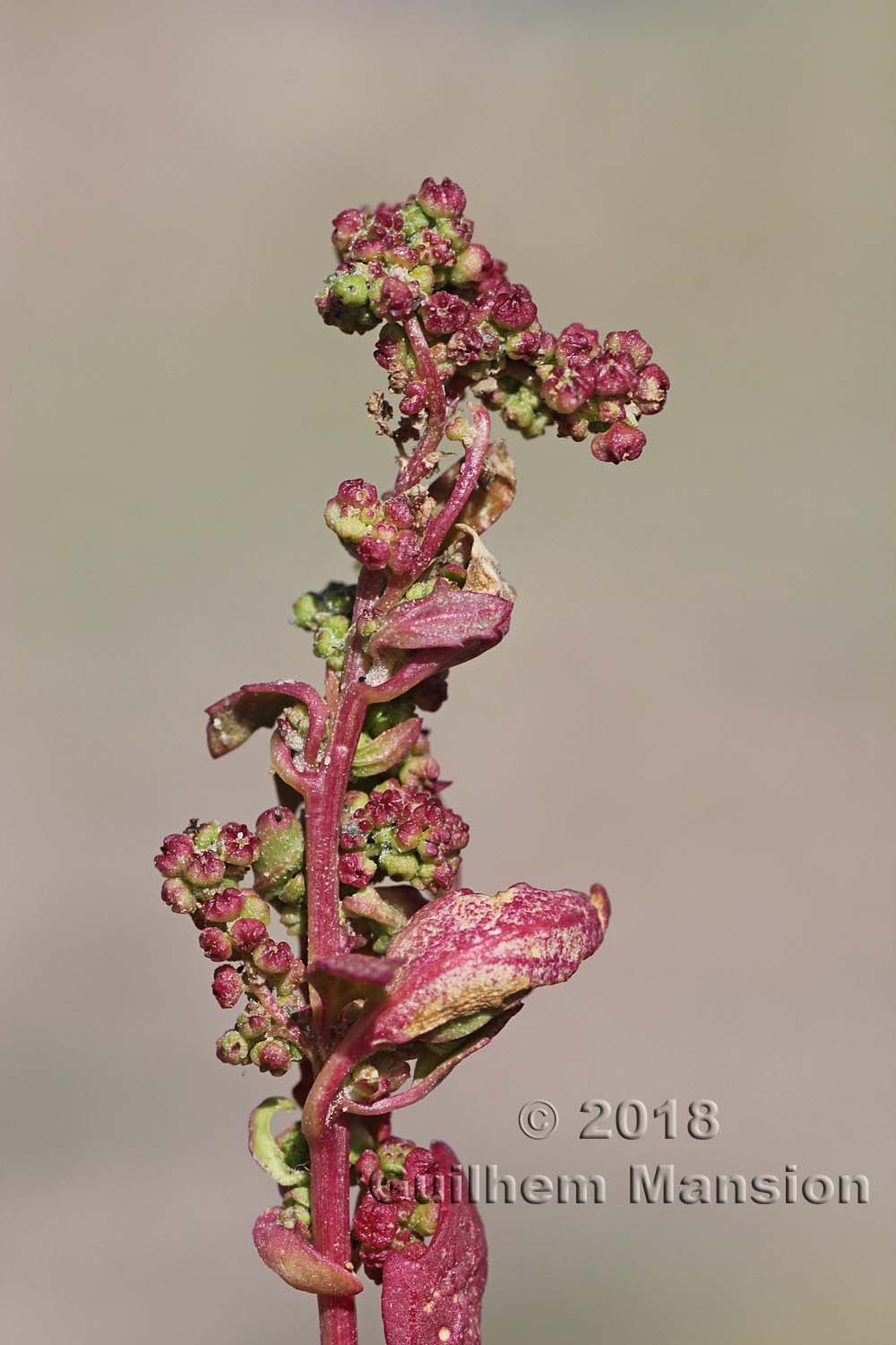 Oxybasis [Chenopodium] chenopodioides