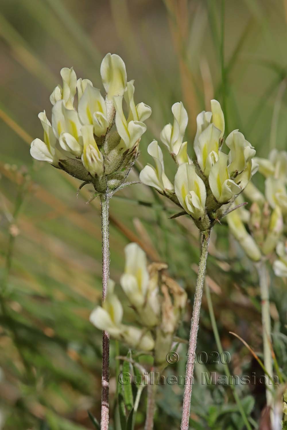 Oxytropis campestris