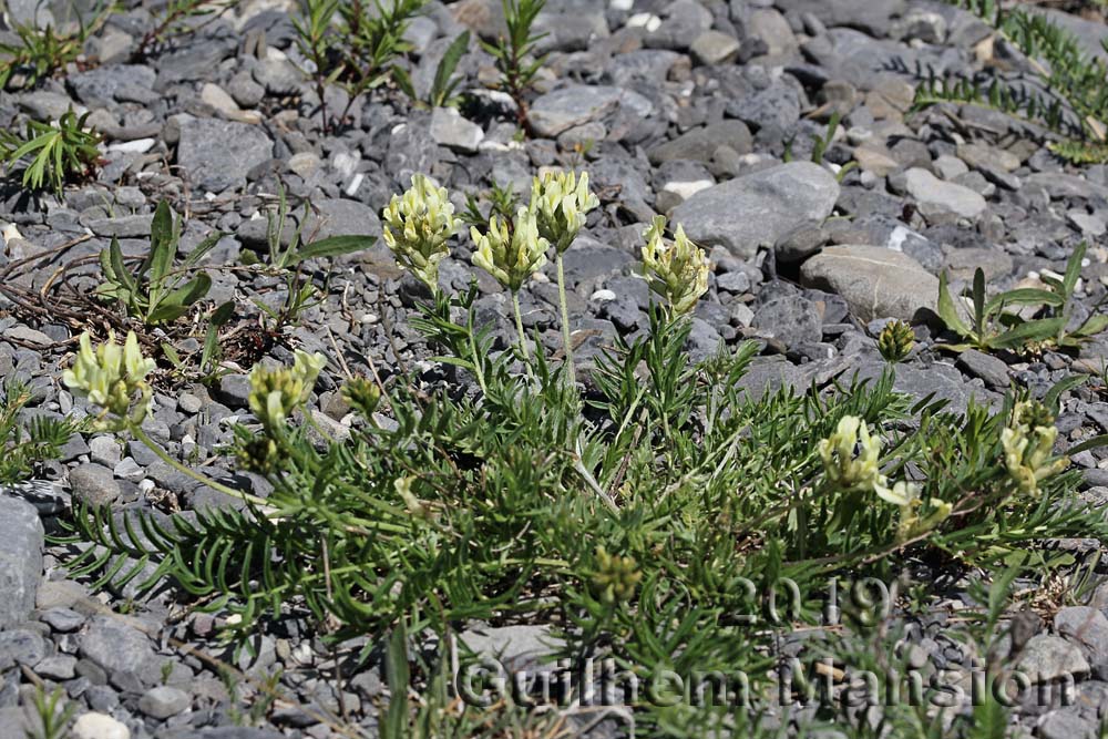 Oxytropis campestris