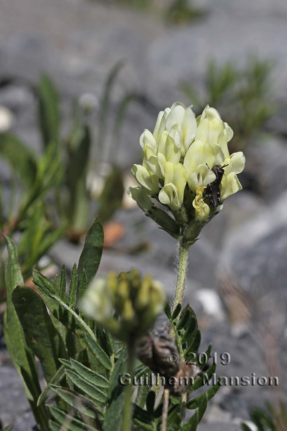 Oxytropis campestris