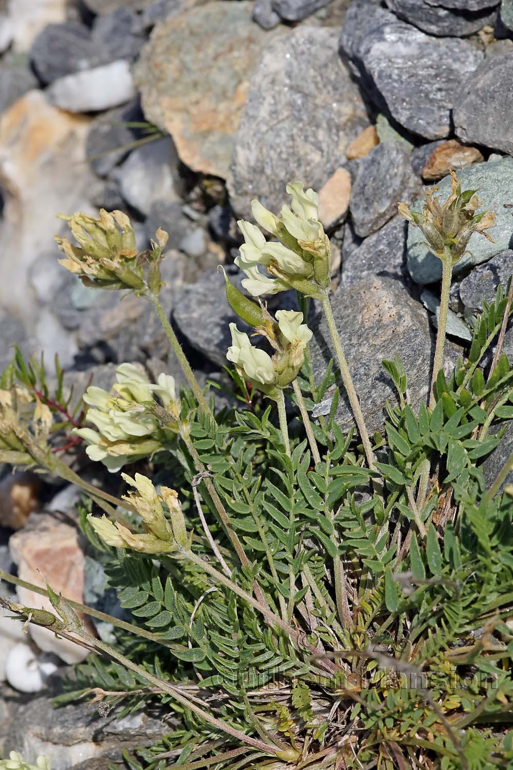 Oxytropis campestris