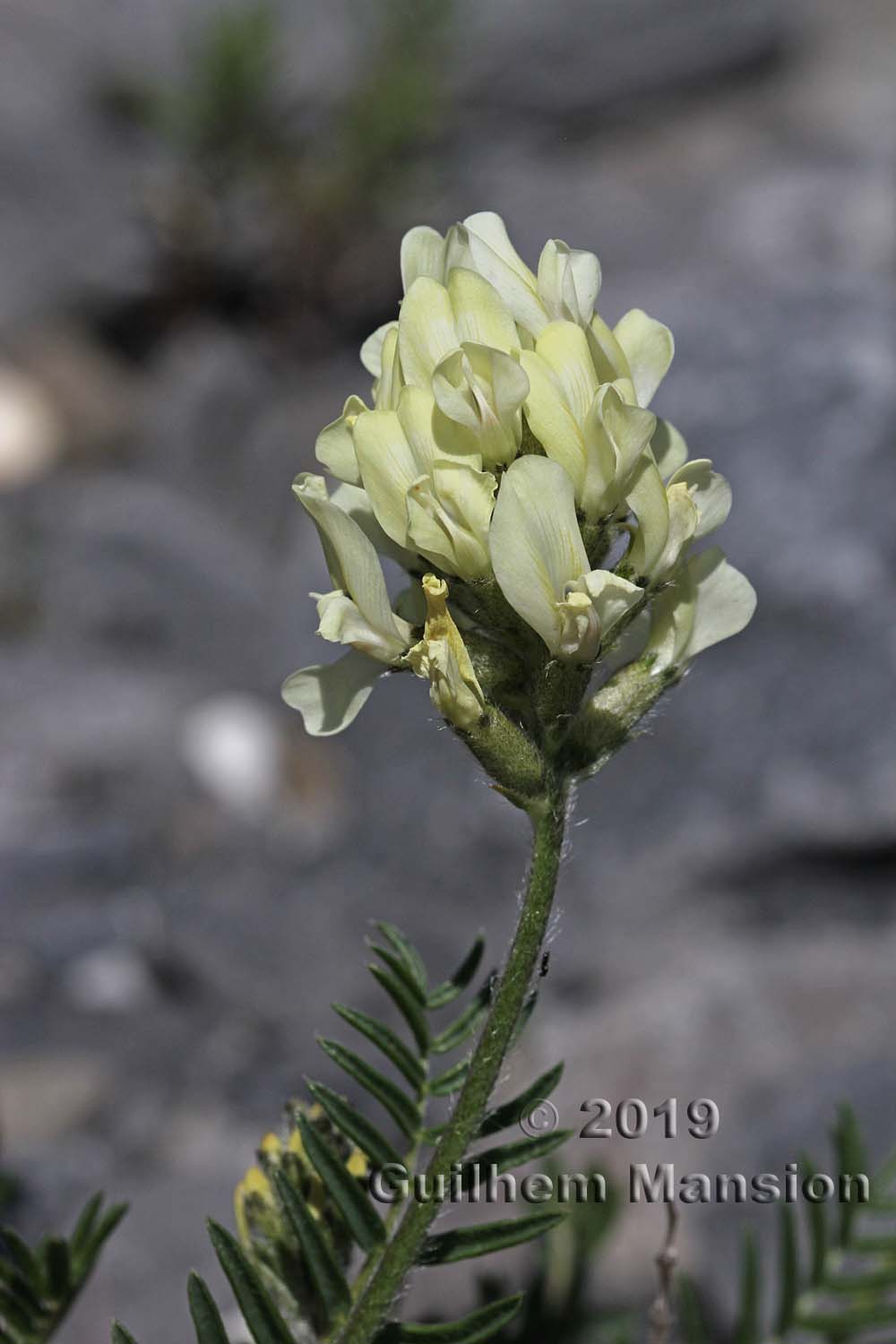 Oxytropis campestris