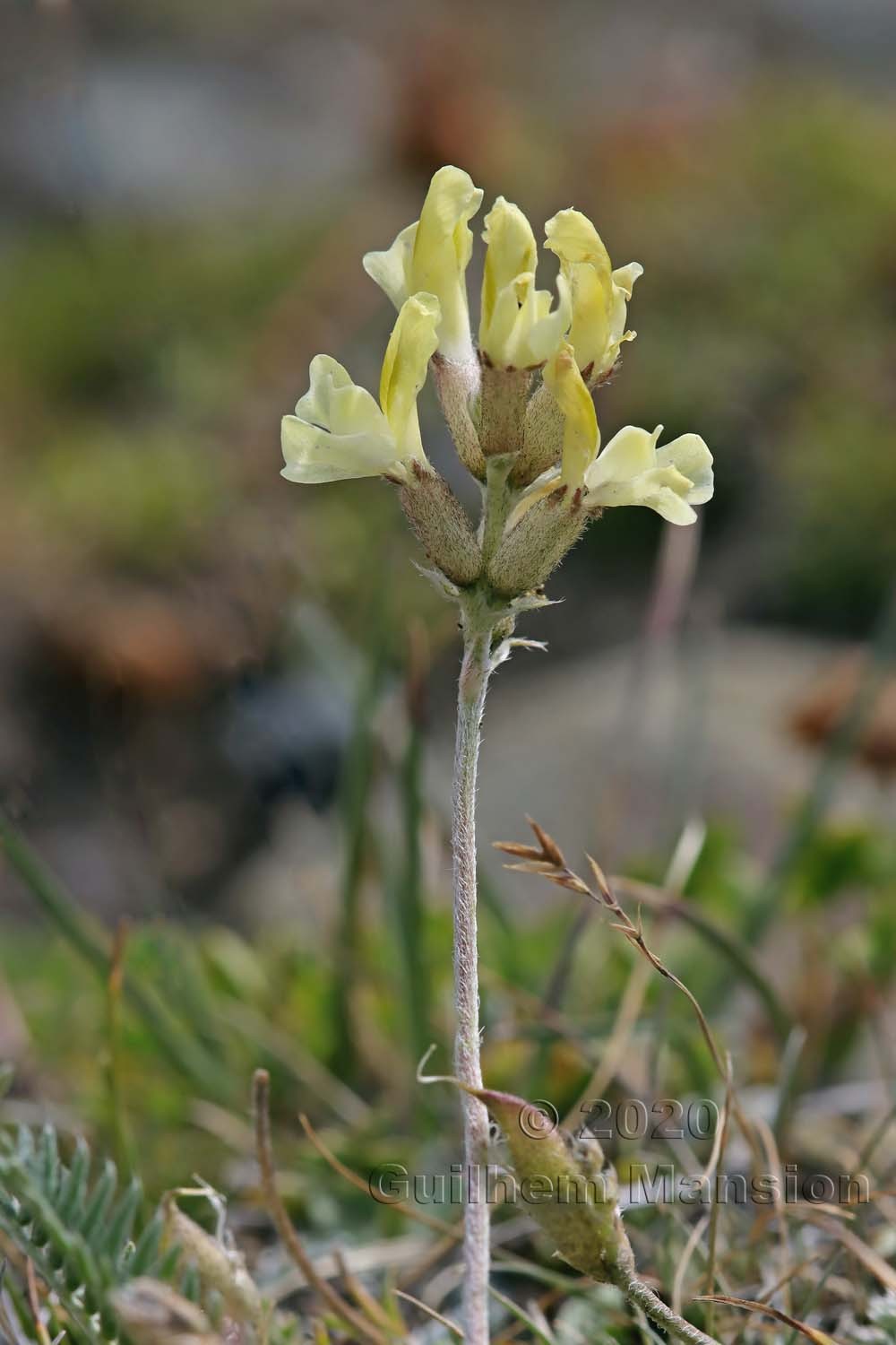 Oxytropis campestris