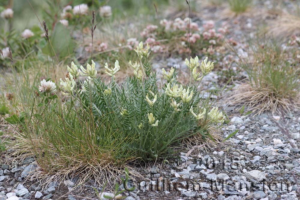 Oxytropis campestris