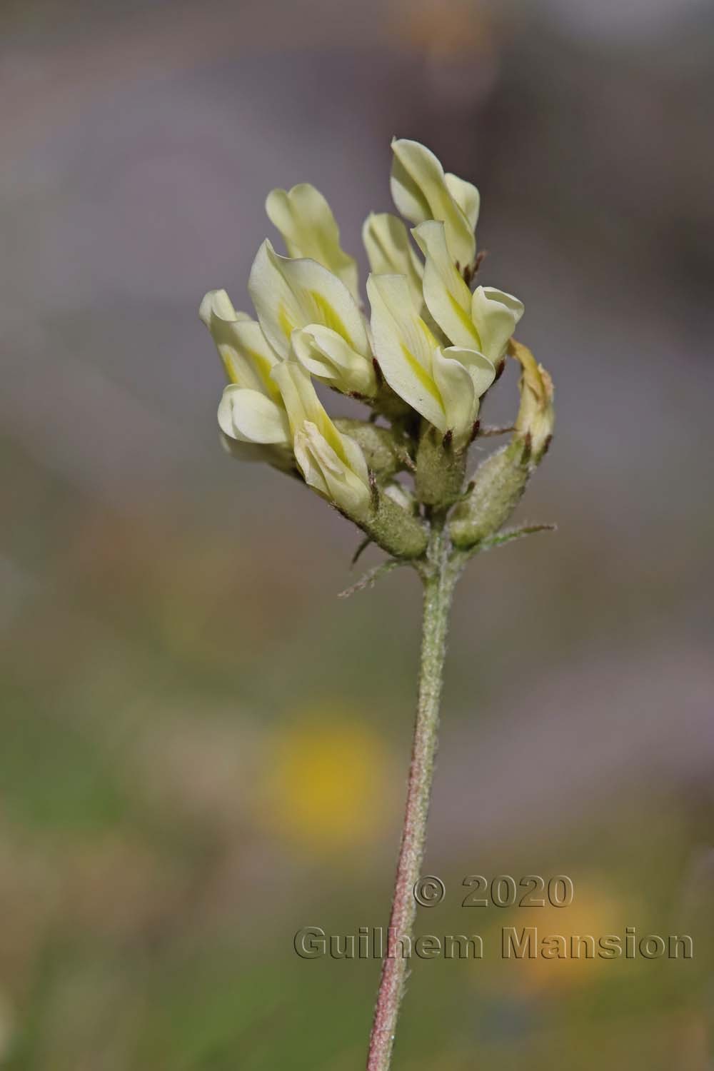 Oxytropis campestris