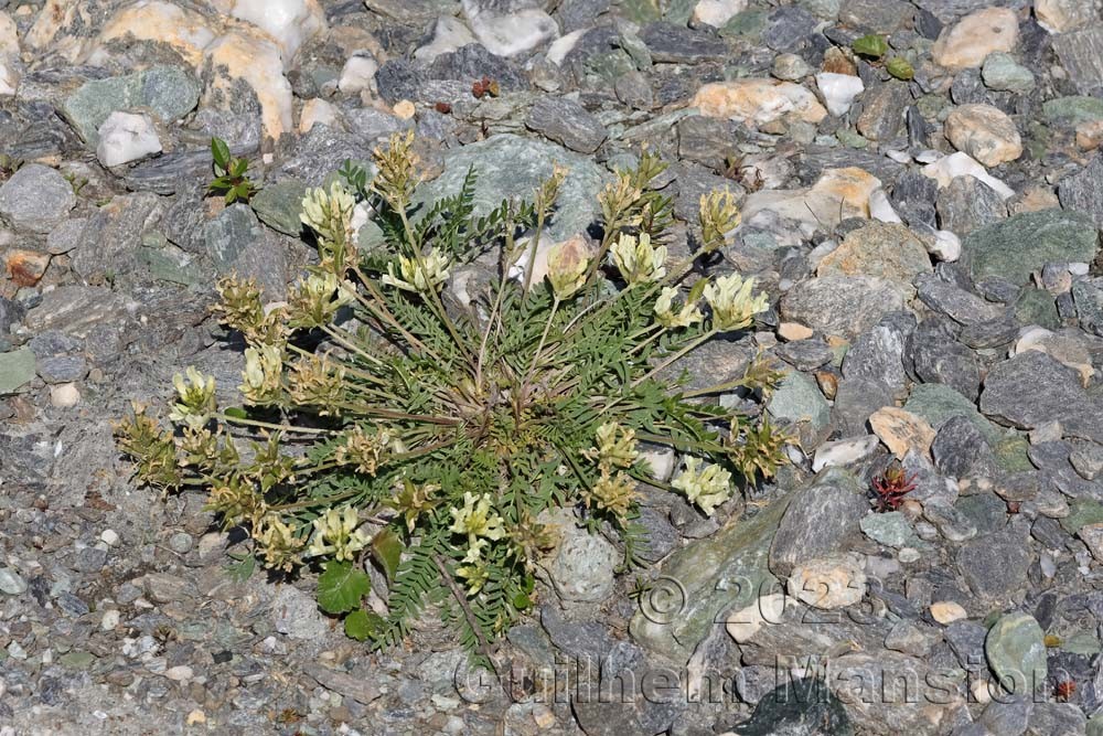 Oxytropis campestris