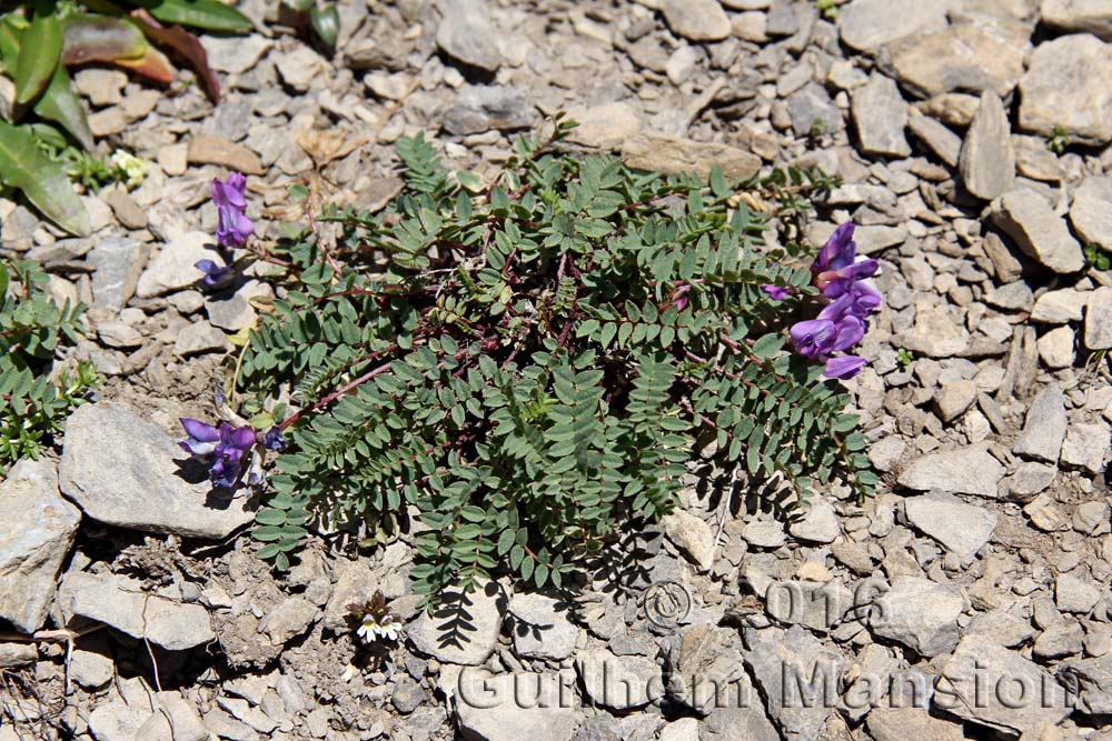 Oxytropis jacquinii