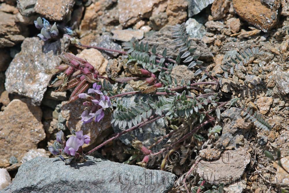 Oxytropis helvetica